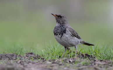 Black-throated Thrush