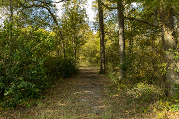 path in the forest