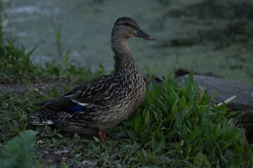 duck
