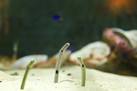 Spotted garden eel or Heteroconger hassi in aquarium in Dubai, UAE. They are showing their face from sand.