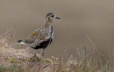 Golden Plover