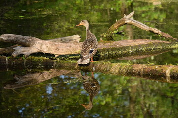 duck