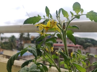 Tomato'Shirley'flowers plants from garden