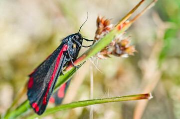butterfly on a green grass - Zygaeninae / Zygaena filipendulae - Sint Jansvlinder