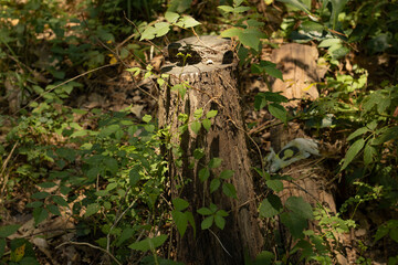 old tree trunk