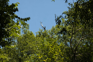 green tree branches