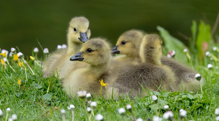 Canada Goose Gooslings