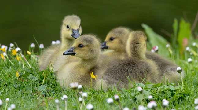 Canada Goose Gooslings