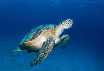 Green turtle (Chelonia mydas) swimming in the blue