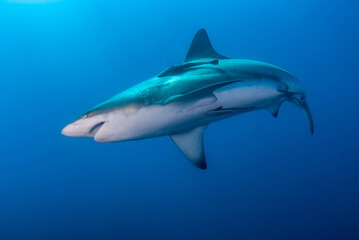 Oceanic black tip shark swimming in the blue
