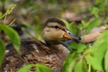 duck