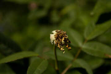 dead flower