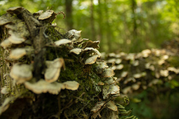 Lichen on a tree