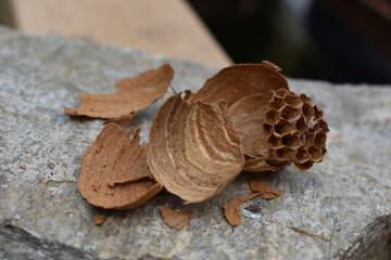 Wespennest aus Holzspänen in Herbstfarben auf grauem Schiefer, zartes Gebilde im Herbst, ocker,...