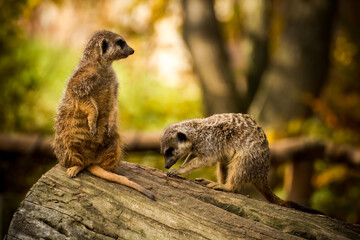 meerkat on the lookout
