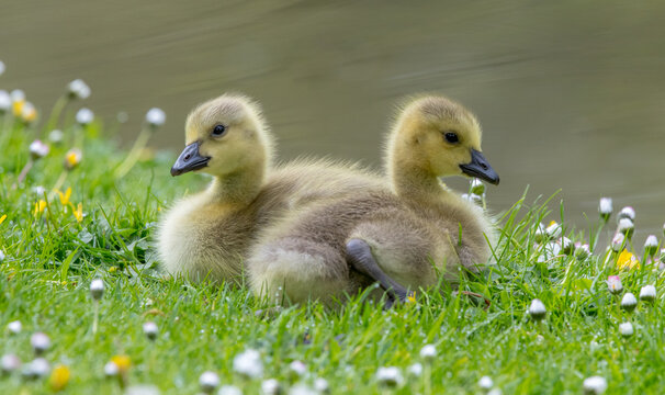Canada Goose Gooslings