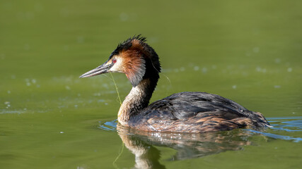 Great Crested Grebe, Podiceps Cristatus