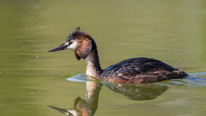 Great Crested Grebe, Podiceps Cristatus