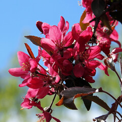 wczesna wiosna kolorowe kwiaty drzew owocowych nasadzanych w parkach ogrodach i skwerach w miescie...