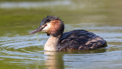 Great Crested Grebe
