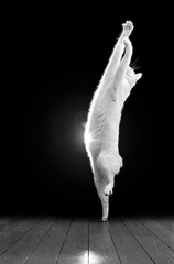 長く伸びながらジャンプする白猫、黒背景、モノクロ写真