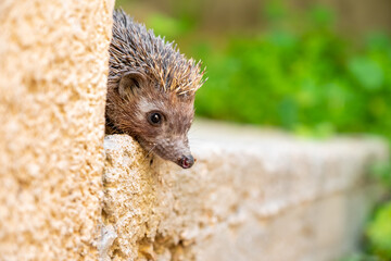 Hedgehog enjoying his life in different ways