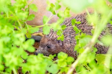 Hedgehog enjoying his life in different ways