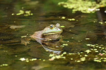 frog