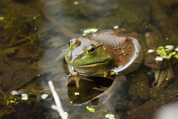 frog
