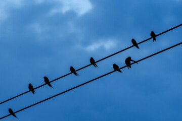 Silhouette birds on electric wire.