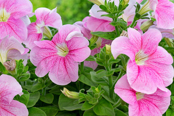 Flowers Beautiful blooming pink petunias