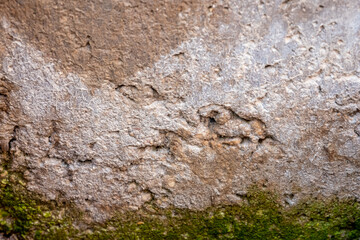 Old rusty wall with plants