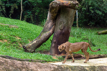 Singapore - CIRCA 2018: Amazing cheetah is moving on the grass on the trees background in the zoo in Singapore. Concept of animal care, travel and wildlife observation.