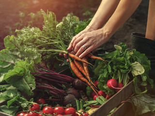 Farmer folding fresh vegetables in wooden box on farm at sunset. Woman hands holding freshly bunch...