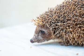 Happy spiky hedgehog being photographed