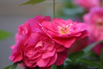 Climbing rose John Cabot