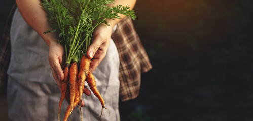 Farmers holding fresh carrots in hands on farm at sunset. Woman hands holding freshly bunch...