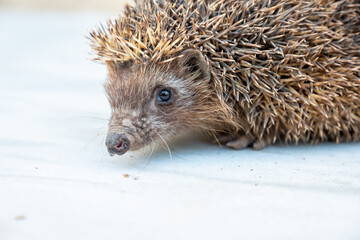 Happy spiky hedgehog being photographed