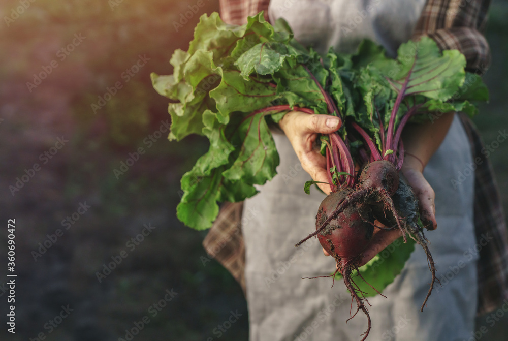 Wall mural farmers holding fresh beetroot in hands on farm at sunset. woman hands holding freshly bunch harvest