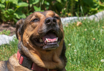 Portrait of a red and black mixed breed dog looking up
