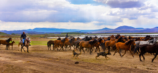 running wild horses at Kayseri, Turkey