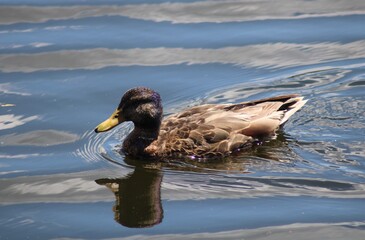 Pato en un lago