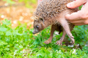 Hedgehog enjoying his life in different ways