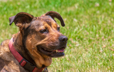 Portrait of a red and black mixed breed dog looking to the right