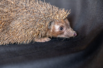 Happy spiky hedgehog being photographed