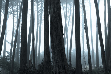 Monterey Cypress forest in thick fog. The Presidio of San Francisco, California, USA.

