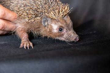 Spiky hedgehog being  hold gently by man hands