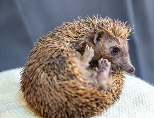 Happy spiky hedgehog being photographed