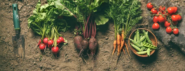 Deurstickers Verse groenten, erwten, radijs, tomaat, wortel, rode biet op de grond op de boerderij bij zonsondergang. Vers bos oogst. Gezonde natuurvoeding, landbouw, bovenaanzicht © Jukov studio