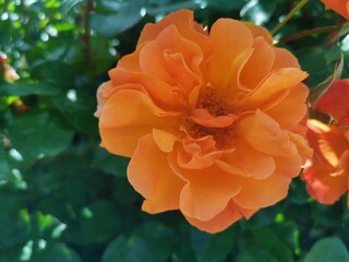 ヨーロッパのバラ園の橙色の薔薇